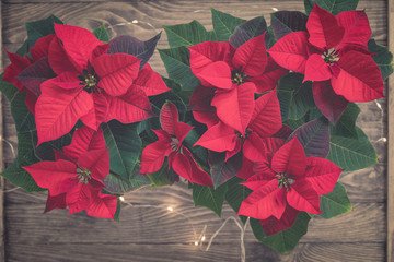 Christmas Red Poinsettia isolated in wooden vintage rustic background. Toned