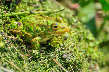 green frog in a pond