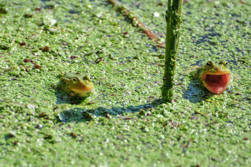 green frogs croaking in a pond
