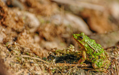green frog in a pond