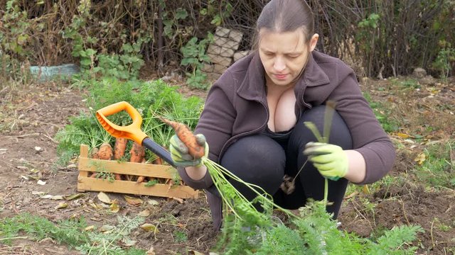 Happy women farmers dig up and put carrots gathered in box in their own area. Traditions of ecological nutrition, vegan, healthy nutrition, respect for nature. Hand close up
