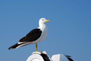 Seagull is sitting on the ship equipment on the blue sky background