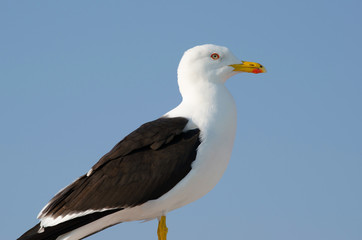 Seagull is sitting on the ship equipment on the blue sky background
