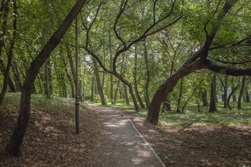 Walkway in the park with green trees. Beautiful landscape of summer forest.