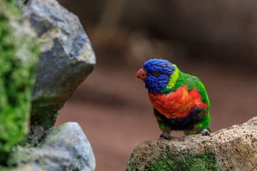colorful parrot in Loro Park in Tenerife, Spain
