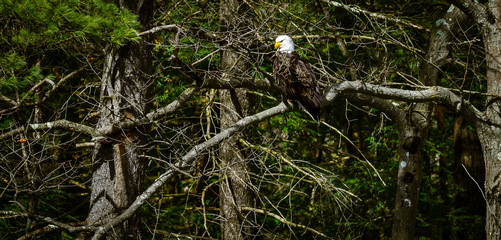 Bald Eagle