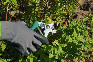 Autumn gardening. Pruning peppermint (Mentha piperita) stalks.