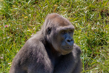 Naklejka premium a silverback gorilla resting in a meadow