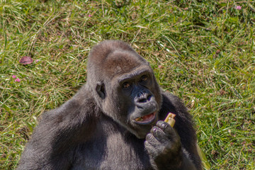 a silverback gorilla resting in a meadow