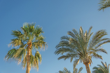 Obraz na płótnie Canvas Palm trees against the background of blue sky, sunny day, beautiful nature