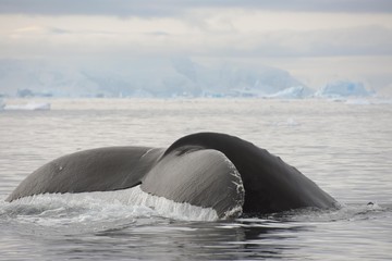 baleine à bosse en antarctique © Stéphane