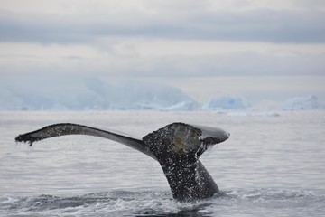 baleine en antarctique