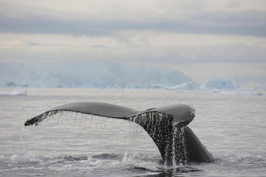 baleine &agrave; bosse