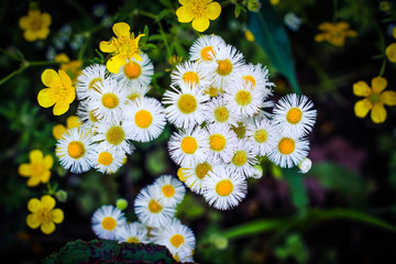 Daisy flower close up