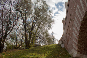 tree in the park