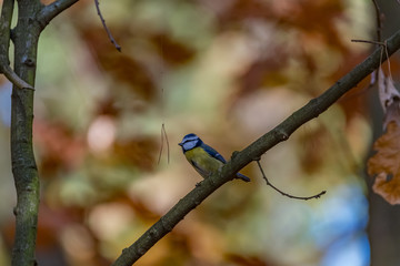 a tit on a branch