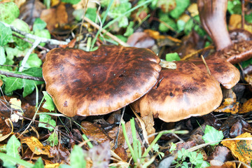 Automne , chazmpignons variété lactaires .