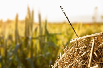 Needle in  haystack on background