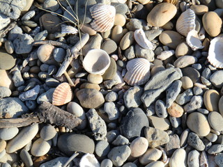 Galets et coquillages