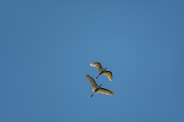 herons in flight