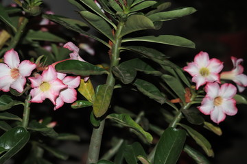 pink flowers in the garden
