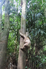 Fototapeta premium sloth in the jungle
