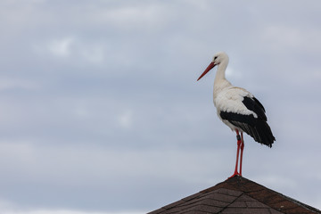 Stork on a roof in front of a cloudy sky with copy space