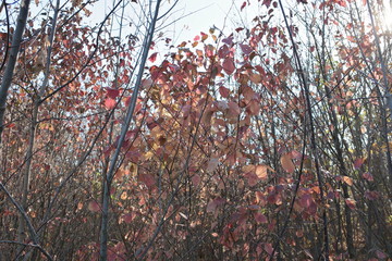 autumn foliage in the sunlight