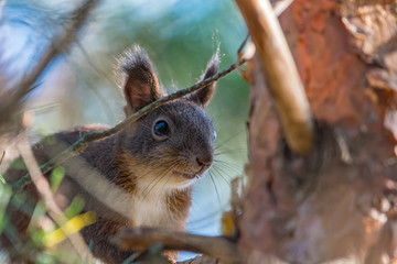 squirrel on a branch