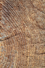 Fototapeta premium Old wood