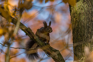 angry squirrel on a branch © Krzysztof