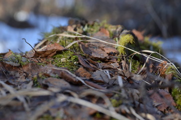 moss and leaves