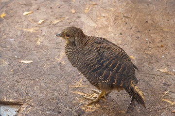 the female pheasant on the ground