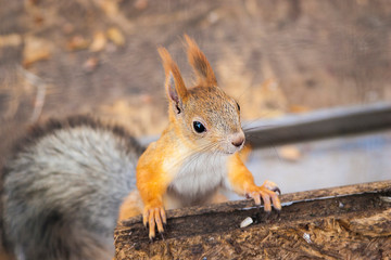 Furry squirrel in the park