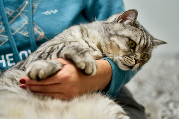 Elegant British Short Hair cat lying on a hands. Pets, friendship, trust, love, and lifestyle concept. Friend of human. Animal lover. Close up.