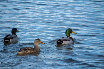 ducks on the lake