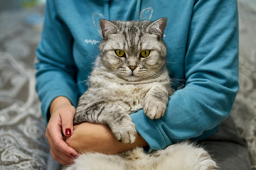 Woman at home holding and hug her lovely fluffy cat. Gray british tabby cute kitten with eyes. Pets, friendship, trust, love, and lifestyle concept. Friend of human. Animal lover. Close up.
