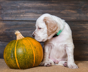 Cute funny white english setter puppy and orange little pumpkin, halloween card
