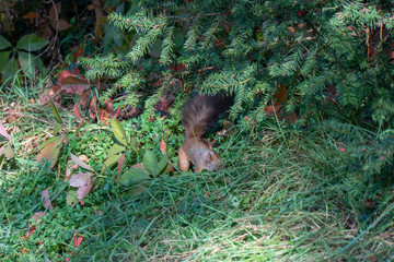 Eichhörnchen am Boden sucht nach Essen