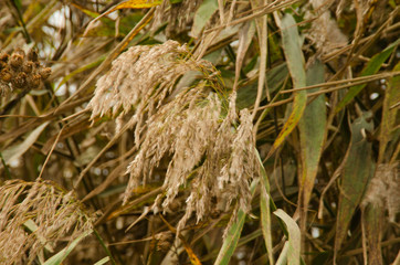 Autumn warm background of yellowed spikelets.