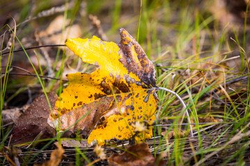 abstract alone autumn leaf on dry grass