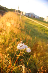 pequeña flor blanca en medio de campo verde en atardecer entre la naturaleza de Islandia