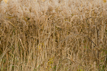Autumn warm background of yellowed spikelets.