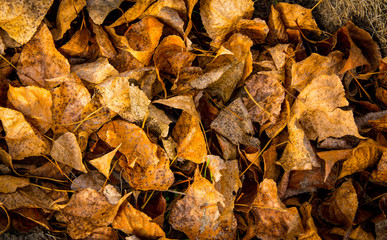 dry autumn leafage
