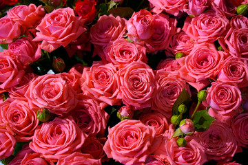 Obraz na płótnie Canvas bouquet of fresh red roses