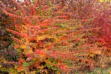 orange and red multi-colored bush leaves closeup in autumn