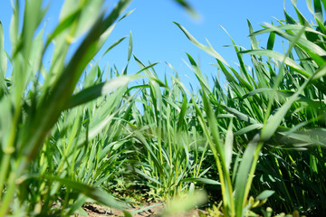 Young sprouts of wheat against the blue sky