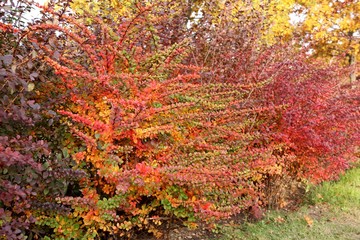 orange and red multi-colored bush leaves closeup in autumn