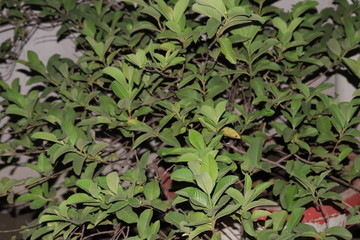 background of green leaves