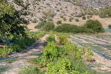 Fototapeta na wymiar Growing peppers in garden beds